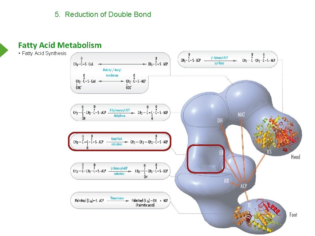 5. Reduction of Double Bond Fatty Acid Metabolism • Fatty Acid Synthesis 