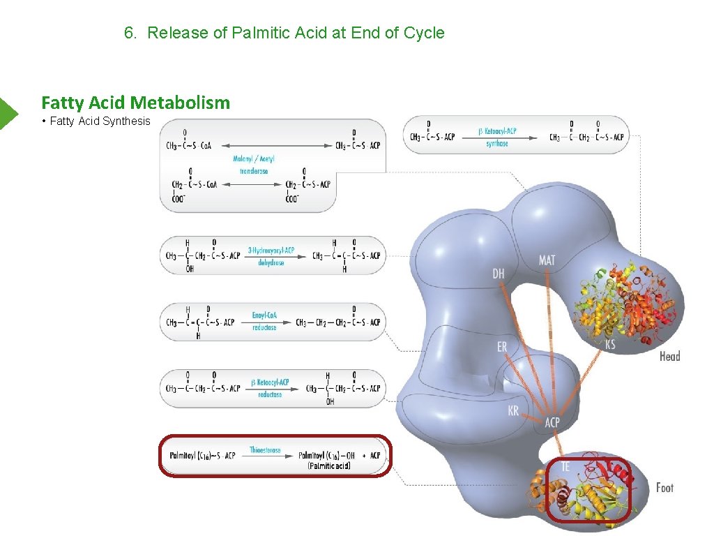 6. Release of Palmitic Acid at End of Cycle Fatty Acid Metabolism • Fatty