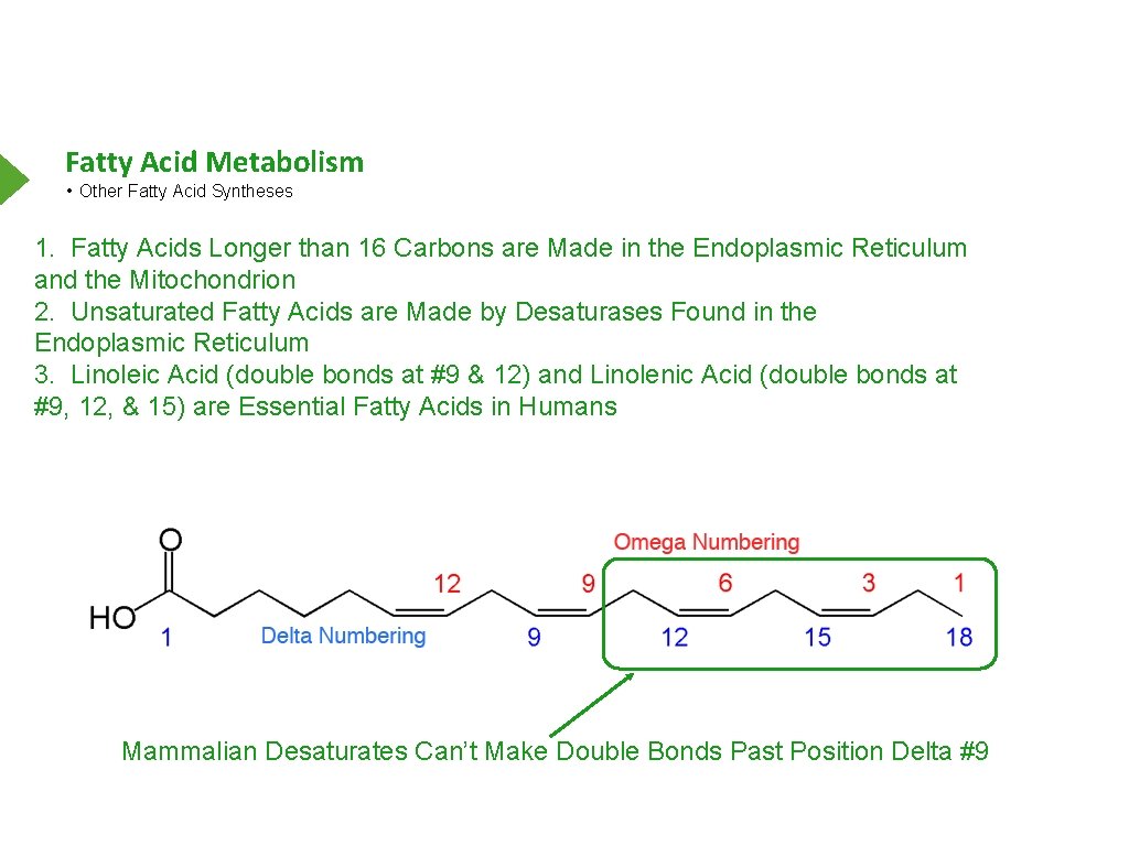 Fatty Acid Metabolism • Other Fatty Acid Syntheses 1. Fatty Acids Longer than 16