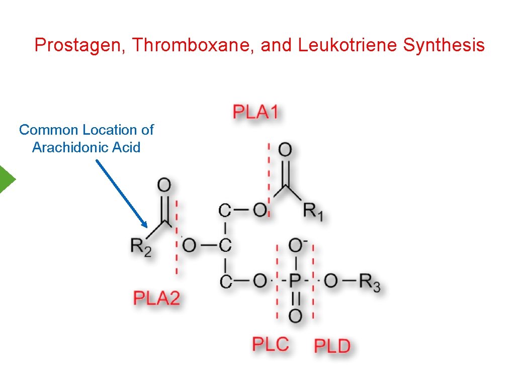 Prostagen, Thromboxane, and Leukotriene Synthesis Common Location of Arachidonic Acid 