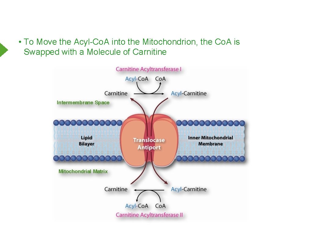  • To Move the Acyl-Co. A into the Mitochondrion, the Co. A is