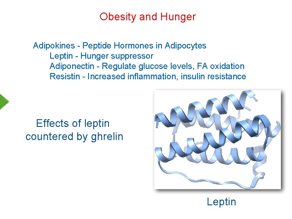 Obesity and Hunger Adipokines - Peptide Hormones in Adipocytes Leptin - Hunger suppressor Adiponectin