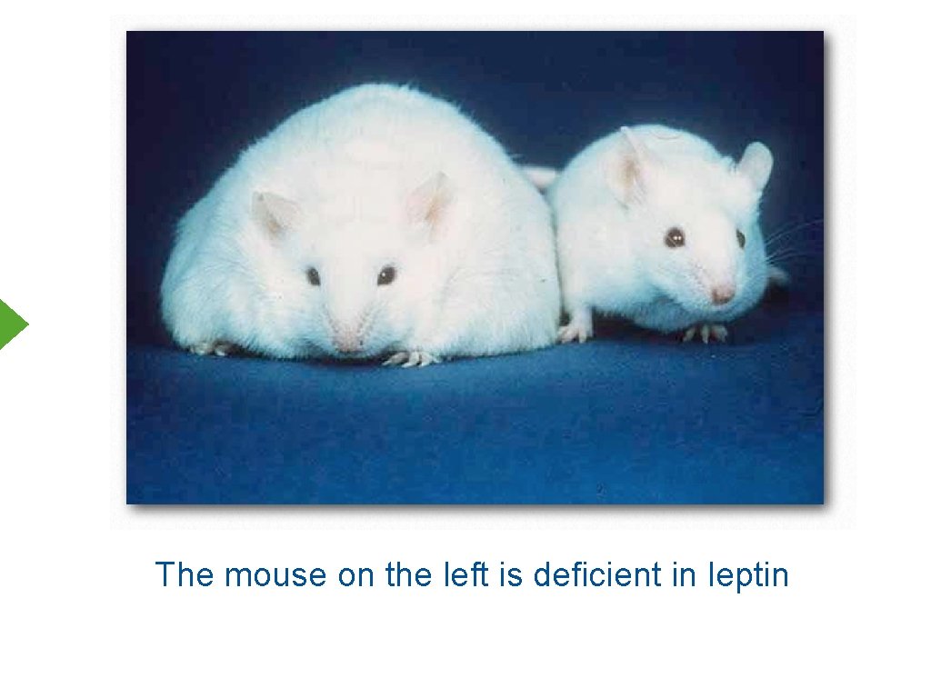 The mouse on the left is deficient in leptin 