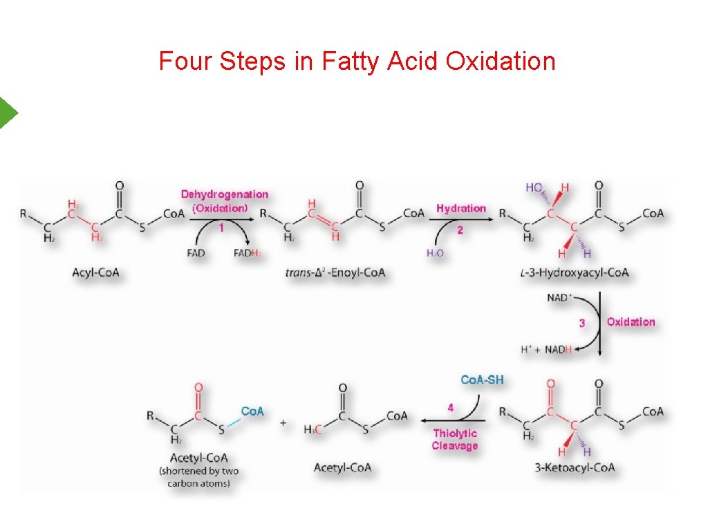 Four Steps in Fatty Acid Oxidation 