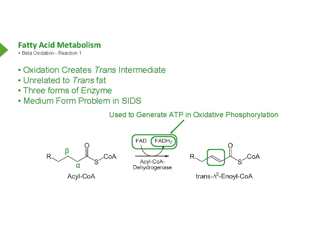 Fatty Acid Metabolism • Beta Oxidation - Reaction 1 • Oxidation Creates Trans Intermediate