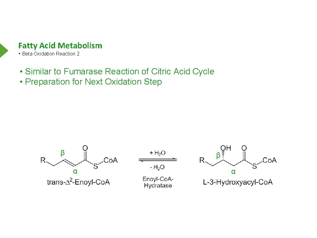 Fatty Acid Metabolism • Beta Oxidation Reaction 2 • Similar to Fumarase Reaction of