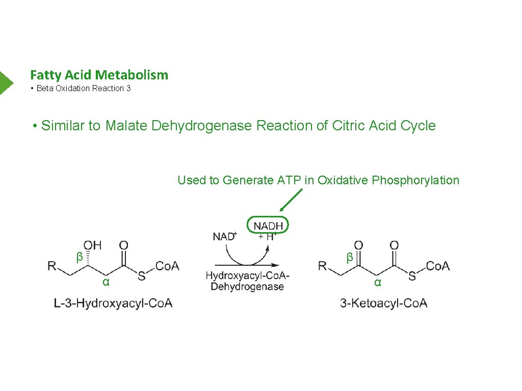 Fatty Acid Metabolism • Beta Oxidation Reaction 3 • Similar to Malate Dehydrogenase Reaction