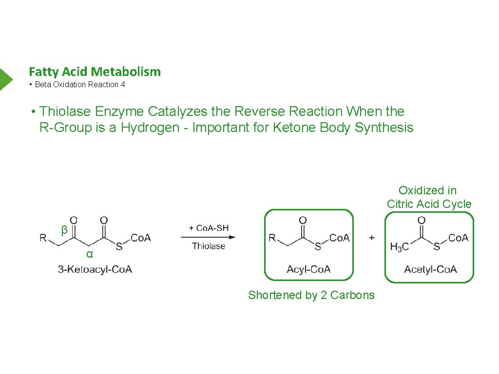 Fatty Acid Metabolism • Beta Oxidation Reaction 4 • Thiolase Enzyme Catalyzes the Reverse