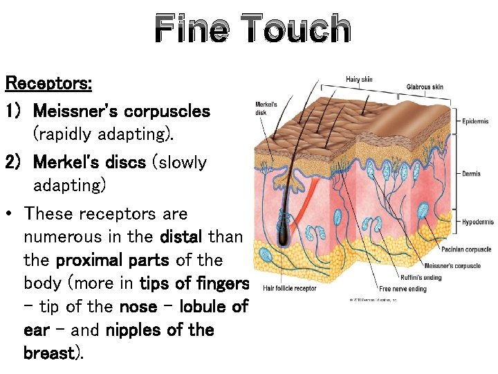 Fine Touch Receptors: 1) Meissner's corpuscles (rapidly adapting). 2) Merkel's discs (slowly adapting) •