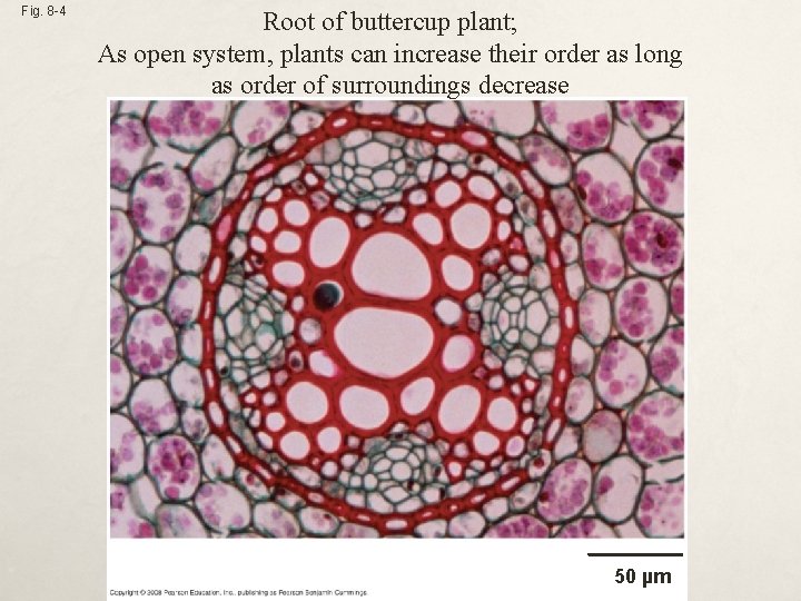 Fig. 8 -4 Root of buttercup plant; As open system, plants can increase their