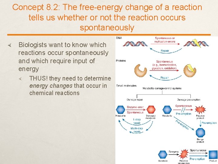 Concept 8. 2: The free-energy change of a reaction tells us whether or not