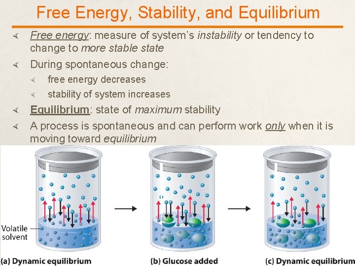 Free Energy, Stability, and Equilibrium Free energy: measure of system’s instability or tendency to