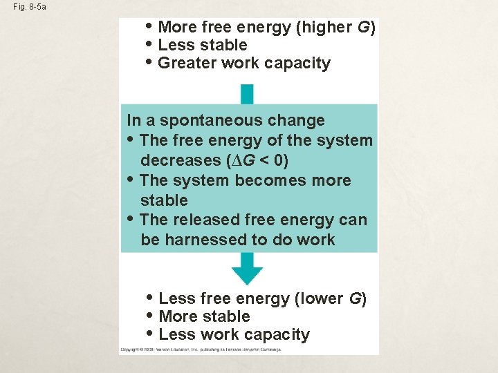 Fig. 8 -5 a • More free energy (higher G) • Less stable •