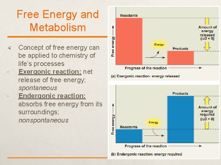 Free Energy and Metabolism Concept of free energy can be applied to chemistry of