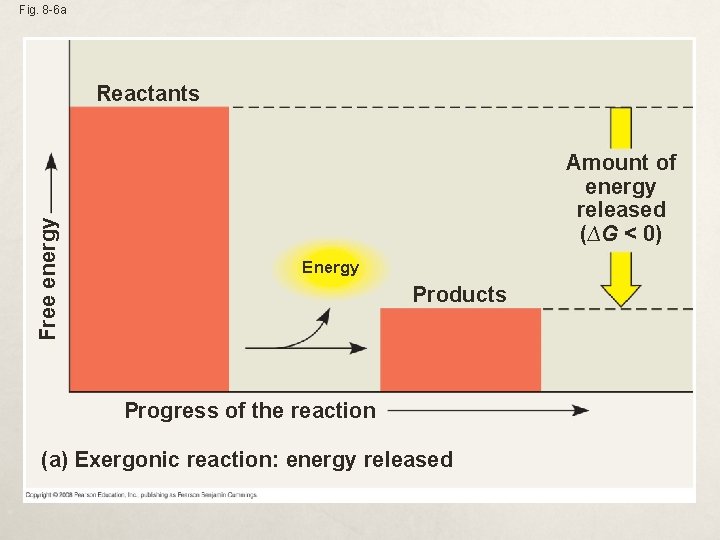 Fig. 8 -6 a Free energy Reactants Amount of energy released (∆G < 0)