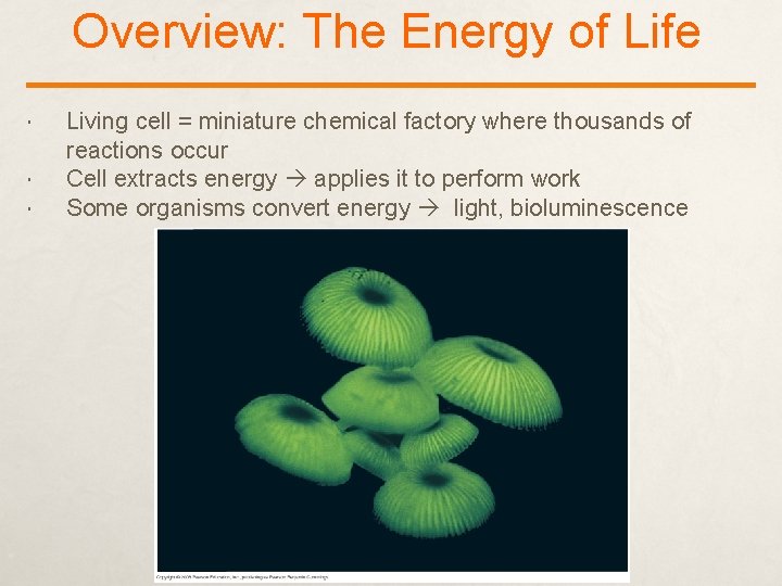 Overview: The Energy of Life Living cell = miniature chemical factory where thousands of