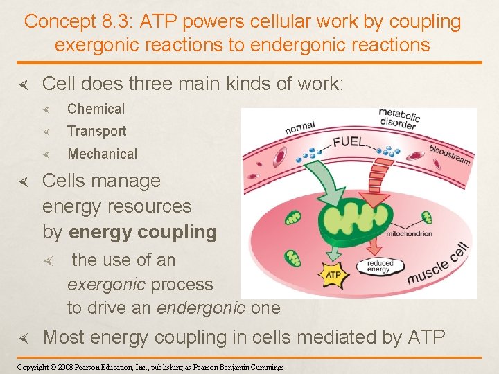 Concept 8. 3: ATP powers cellular work by coupling exergonic reactions to endergonic reactions