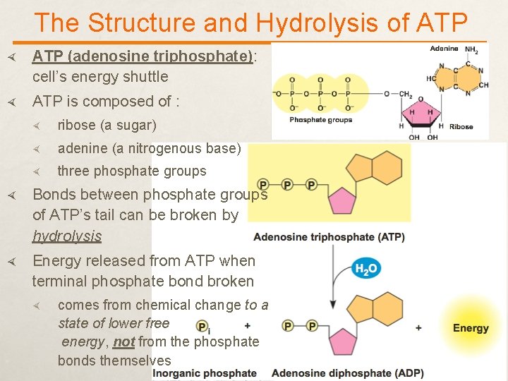 The Structure and Hydrolysis of ATP (adenosine triphosphate): cell’s energy shuttle ATP is composed