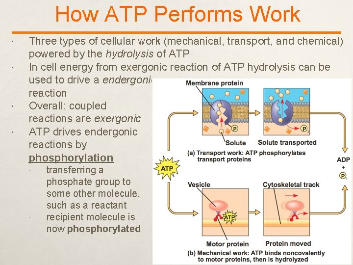 How ATP Performs Work Three types of cellular work (mechanical, transport, and chemical) powered