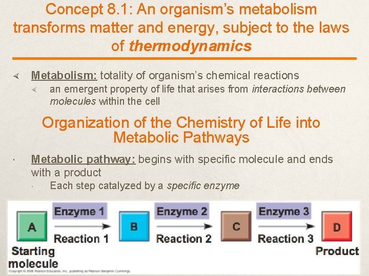 Concept 8. 1: An organism’s metabolism transforms matter and energy, subject to the laws