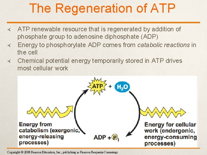 The Regeneration of ATP renewable resource that is regenerated by addition of phosphate group