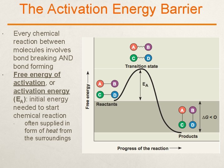 The Activation Energy Barrier Every chemical reaction between molecules involves bond breaking AND bond