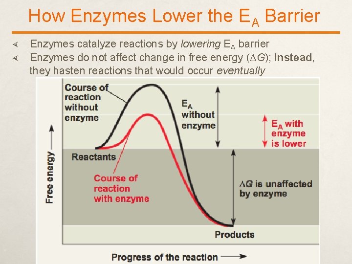 How Enzymes Lower the EA Barrier Enzymes catalyze reactions by lowering EA barrier Enzymes