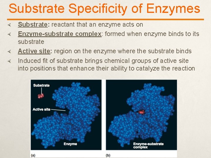 Substrate Specificity of Enzymes Substrate: reactant that an enzyme acts on Enzyme-substrate complex: formed