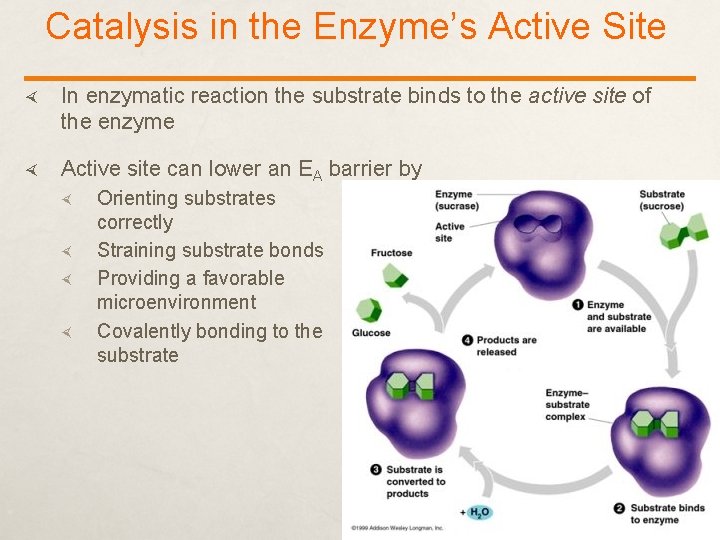 Catalysis in the Enzyme’s Active Site In enzymatic reaction the substrate binds to the