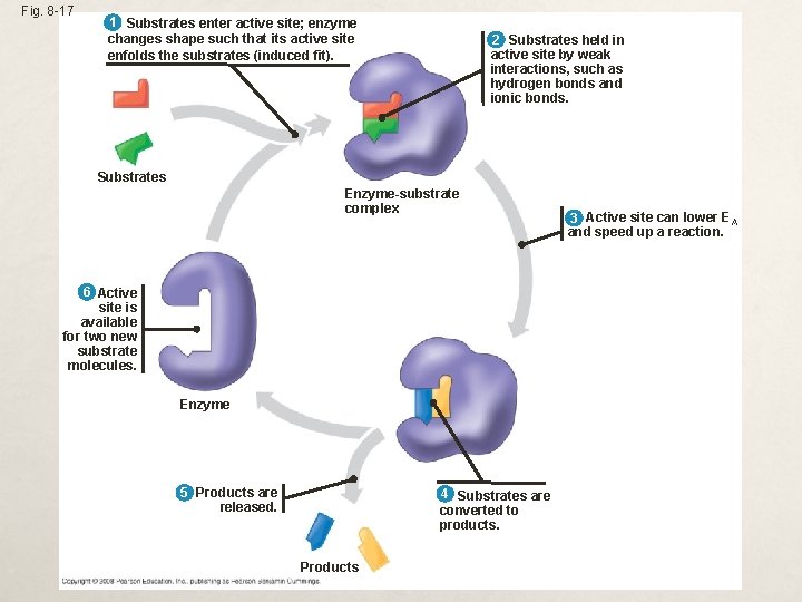 Fig. 8 -17 1 Substrates enter active site; enzyme changes shape such that its