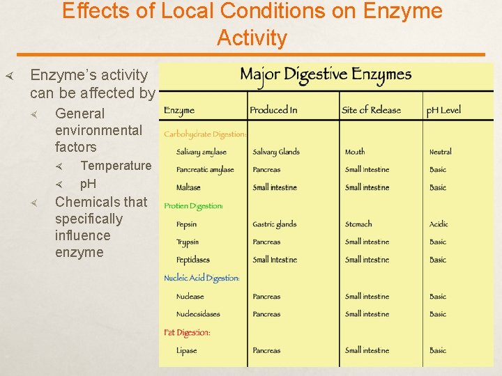 Effects of Local Conditions on Enzyme Activity Enzyme’s activity can be affected by General