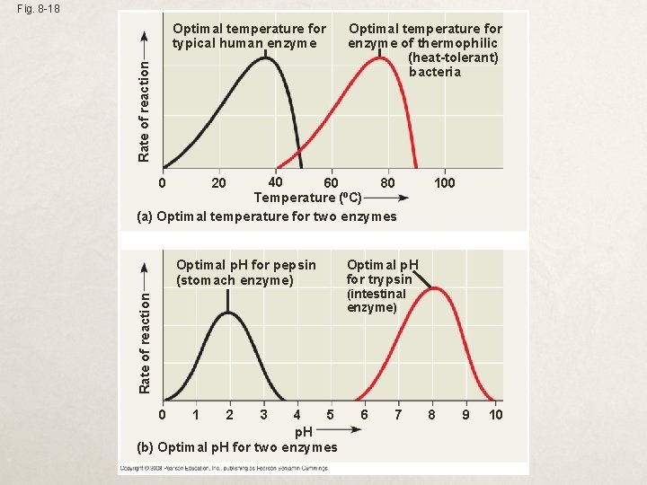 Fig. 8 -18 Rate of reaction Optimal temperature for typical human enzyme Optimal temperature
