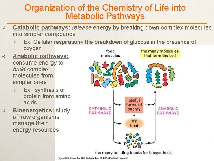 Organization of the Chemistry of Life into Metabolic Pathways Catabolic pathways: release energy by