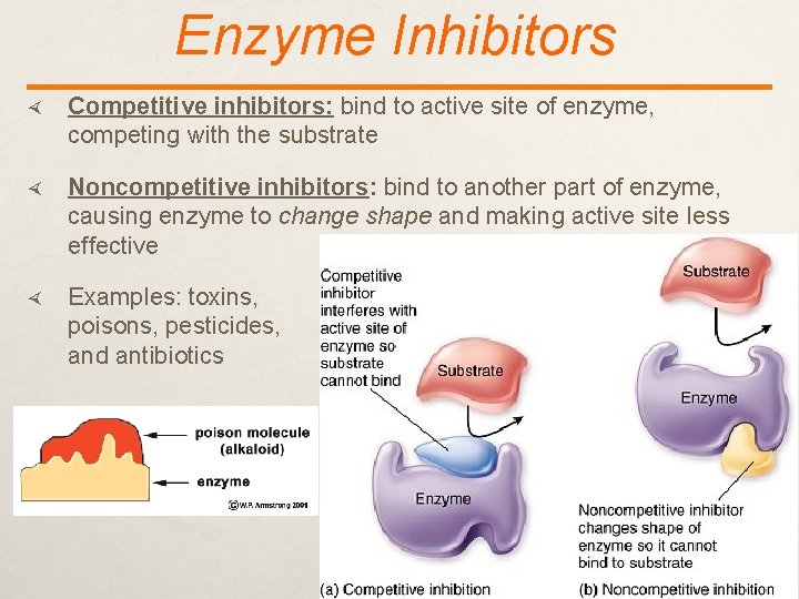 Enzyme Inhibitors Competitive inhibitors: bind to active site of enzyme, competing with the substrate