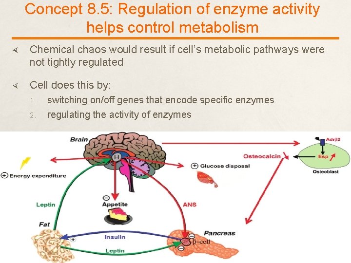 Concept 8. 5: Regulation of enzyme activity helps control metabolism Chemical chaos would result