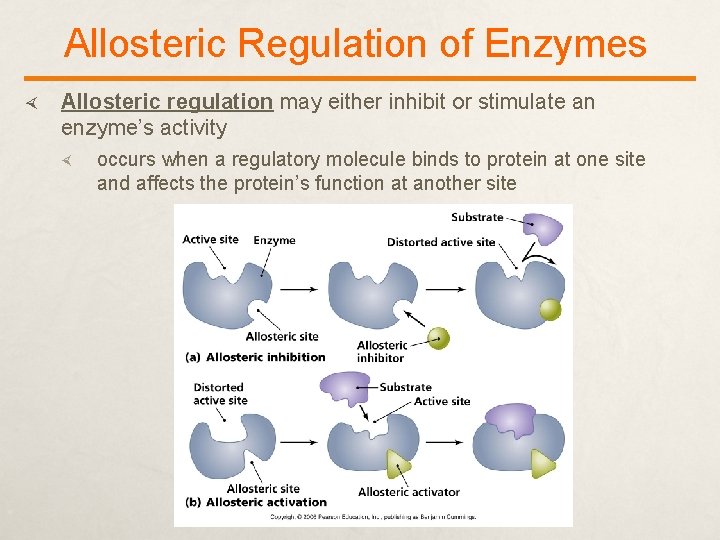 Allosteric Regulation of Enzymes Allosteric regulation may either inhibit or stimulate an enzyme’s activity