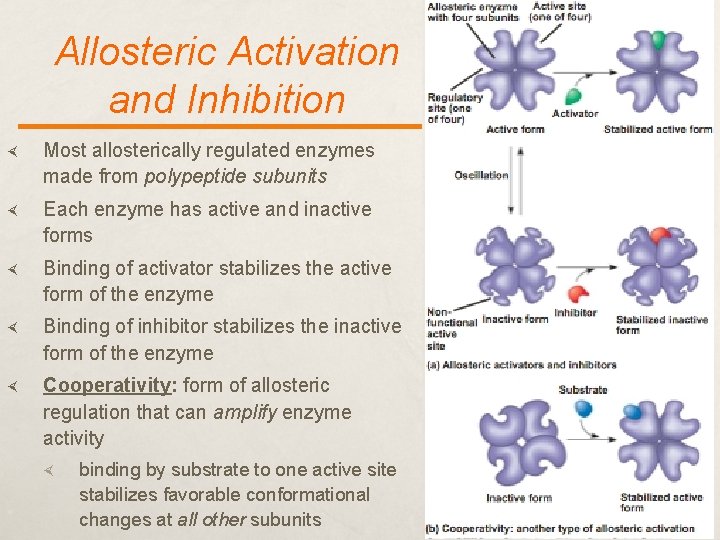 Allosteric Activation and Inhibition Most allosterically regulated enzymes made from polypeptide subunits Each enzyme