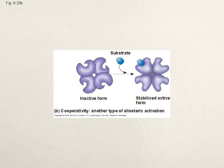 Fig. 8 -20 b Substrate Inactive form Stabilized active form (b) Cooperativity: another type