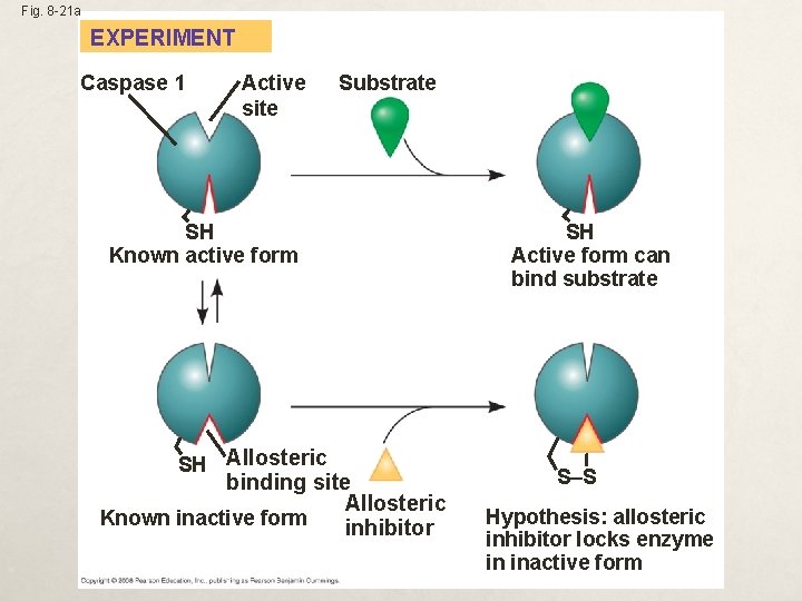 Fig. 8 -21 a EXPERIMENT Caspase 1 Active site Substrate SH Known active form