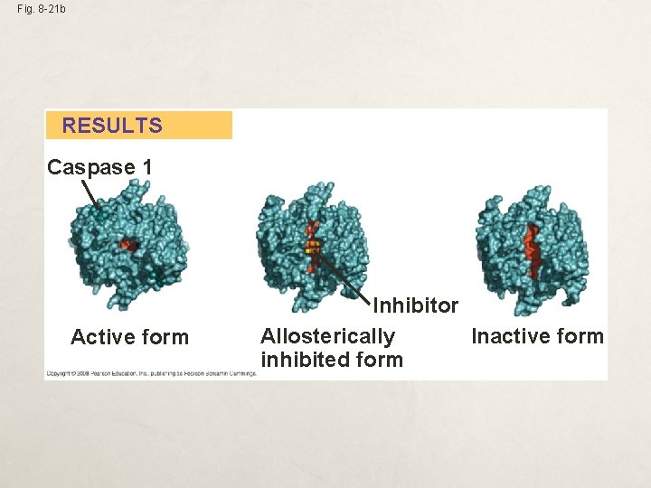 Fig. 8 -21 b RESULTS Caspase 1 Active form Inhibitor Allosterically Inactive form inhibited