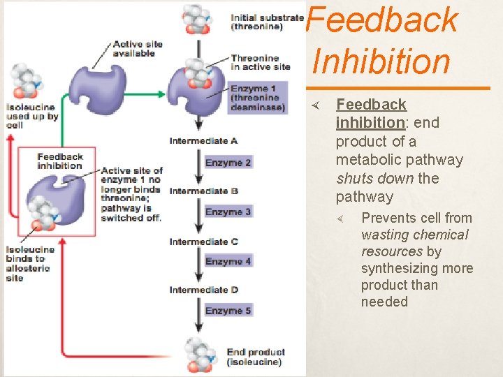 Feedback Inhibition Feedback inhibition: end product of a metabolic pathway shuts down the pathway