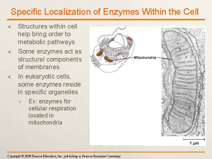 Specific Localization of Enzymes Within the Cell Structures within cell help bring order to