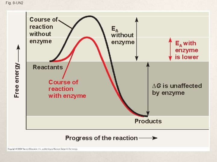 Fig. 8 -UN 2 Free energy Course of reaction without enzyme EA with enzyme