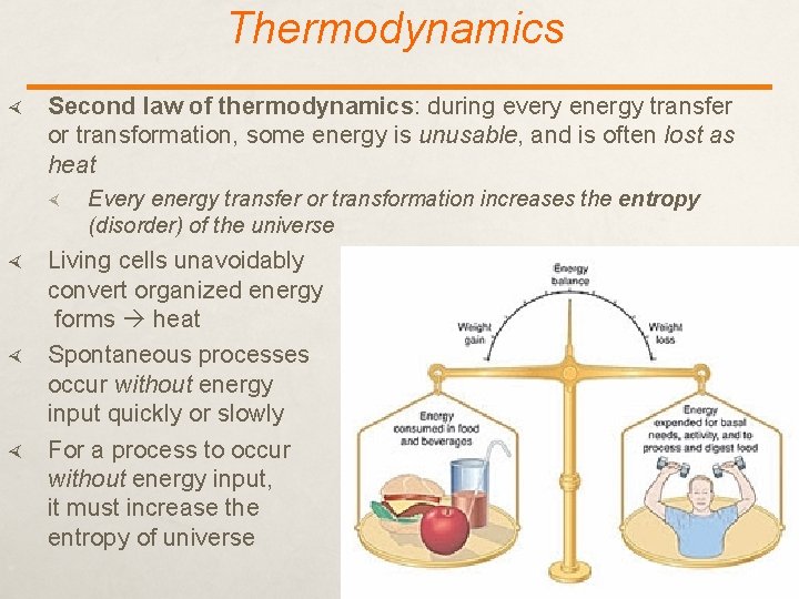 Thermodynamics Second law of thermodynamics: during every energy transfer or transformation, some energy is