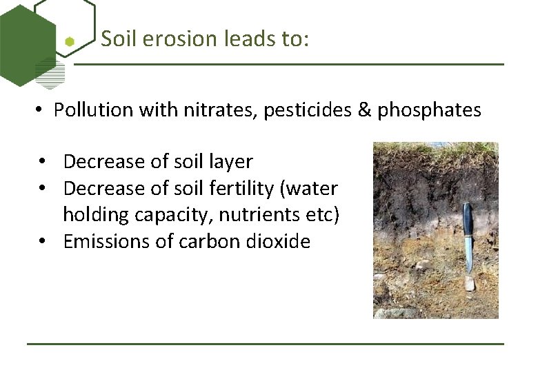 Soil erosion leads to: • Pollution with nitrates, pesticides & phosphates • Decrease of