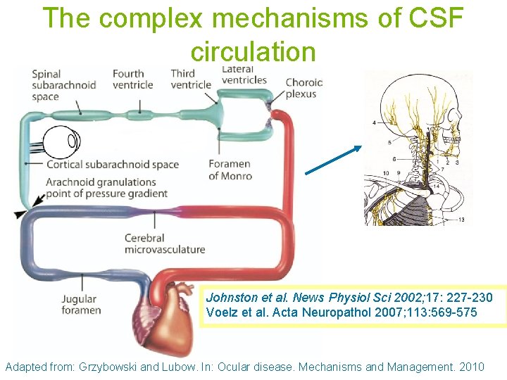 The complex mechanisms of CSF circulation Johnston et al. News Physiol Sci 2002; 17: