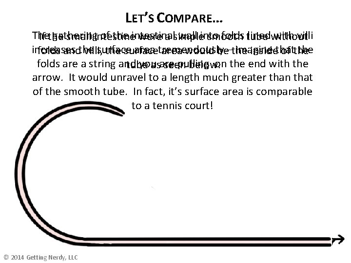 LET’S COMPARE… The gathering of the intestinal wall into folds lined with villi If