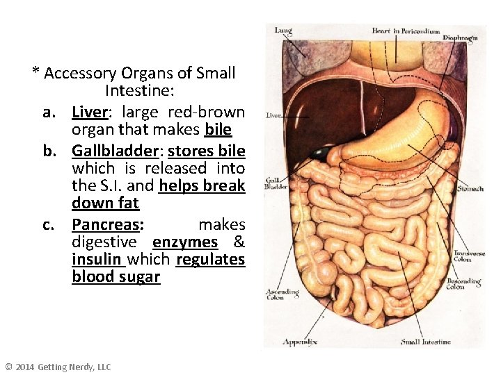 * Accessory Organs of Small Intestine: a. Liver: large red-brown organ that makes bile