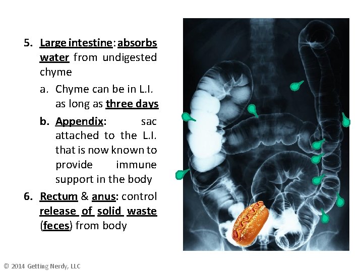 5. Large intestine: absorbs water from undigested chyme a. Chyme can be in L.