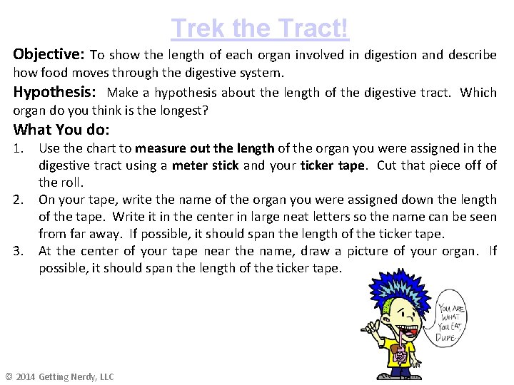 Trek the Tract! Objective: To show the length of each organ involved in digestion